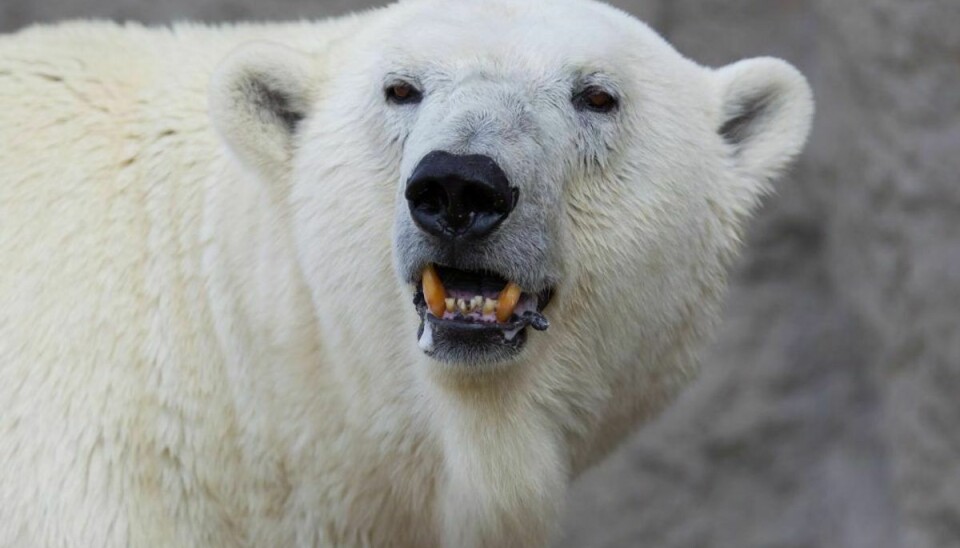 En isbjørn gik mandag til angreb på en helikopter i Grønland. Arkivfoto.