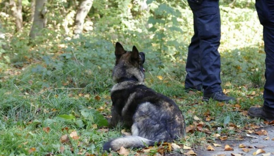 En ældre kvinde kan nu takke en politihund for, hendes bil er kommet tilbage til rette ejer. Arkivfoto: Presse-fotos.dk.