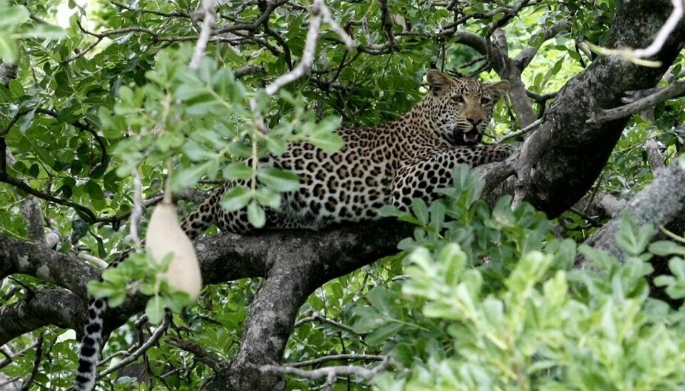 Det lykkedes leoparden at komme ind i et afspærret område og angribe drengen. Arkivfoto: Mike Hutchings/Scanpix.