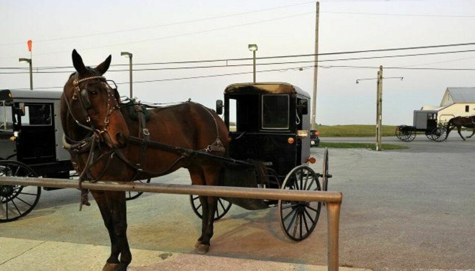 Amish-folkets primære transportmiddel er hestevogne. Her ses en amish-hestevogn i Pennsylvania, USA. (Arkivfoto). Foto: Mladen Antonov/AFP