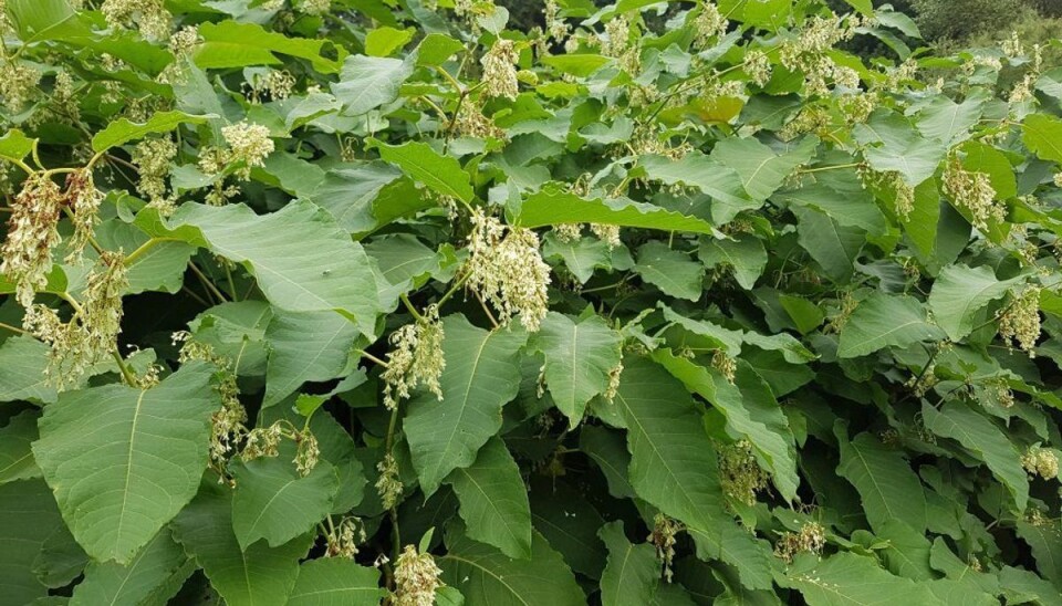 Ekstremt hårdfør invasiv plante spreder sig