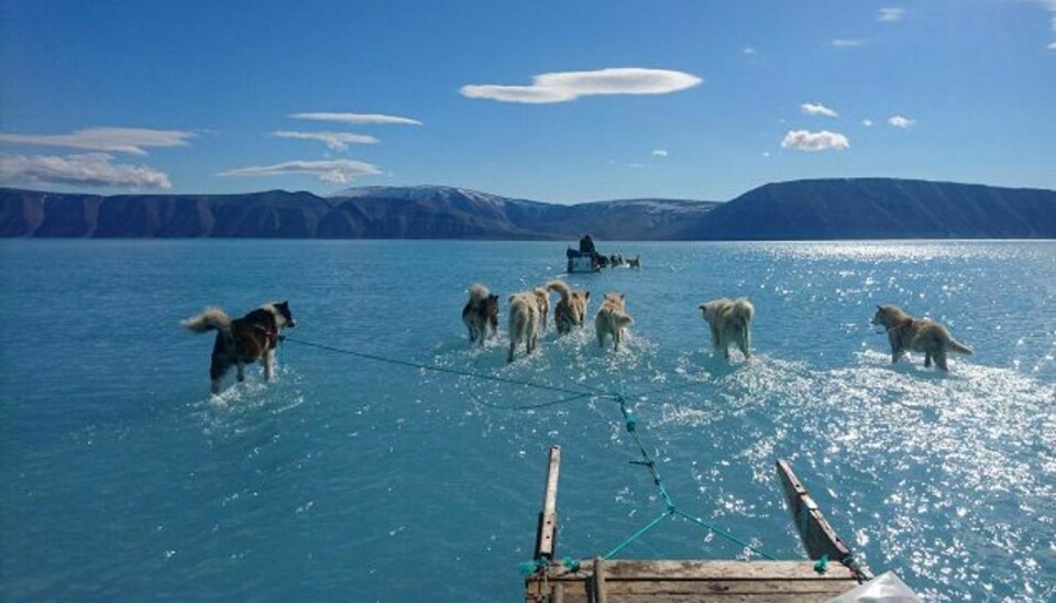 Billedet af slædehunde, der trækker en slæde over et dybt smeltevand, er blevet vist på CNN, BBC og i adskillige af verdens store aviser. (Arkivfoto) Foto: Social Media/Scanpix