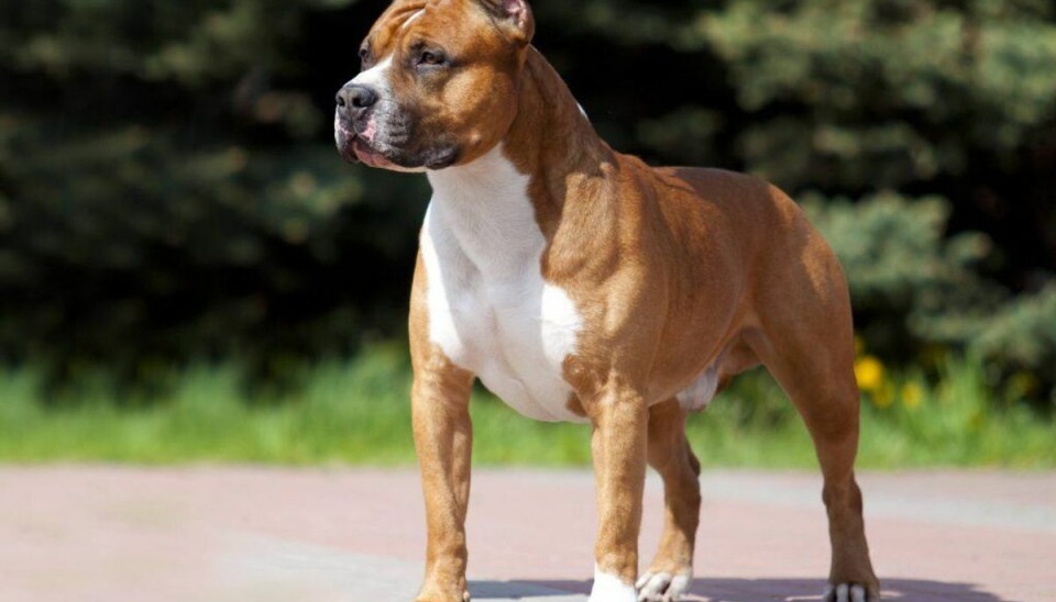 En mand er blevet bidt ihjel af sin søns hund, der formentlig var af racen Amerikansk Staffordshire Terrier. Den er på listen over ulovlige hunde i Danmark. KLIK VIDERE OG SE DEN FULDE LISTE OVER ULOVLIGE HUNDERACER I DANMARK. Foto: Scanpix.