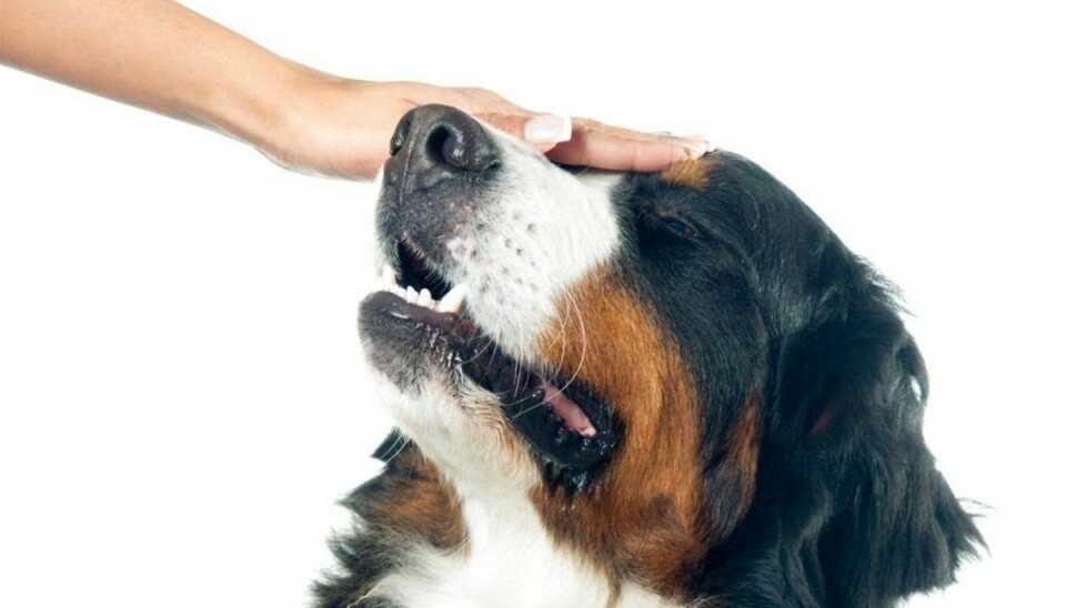Et studie viser, at du kan mindske mængden af stresshormonet kortisol i din krop, hvis du bruger 10 minutter på at kæle med hunde og katte. Klik videre og se flere billeder. Foto: Scanpix
