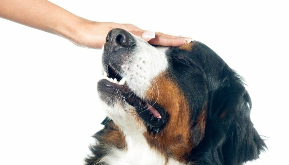 Et studie viser, at du kan mindske mængden af stresshormonet kortisol i din krop, hvis du bruger 10 minutter på at kæle med hunde og katte. Klik videre og se flere billeder. Foto: Scanpix Et studie viser, at du kan mindske mængden af stresshormonet kortisol i din krop, hvis du bruger 10 minutter på at kæle med hunde og katte. Klik videre og se flere billeder. Foto: Scanpix