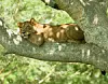 Løven her er fra en dyrepark i Uganda. Løver kan generelt godt lide at klatre i træer, uanset hvor de bor. Foto: Cody Pope /Wikimedia Commons