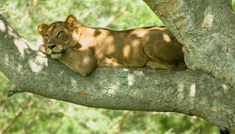 Løven her er fra en dyrepark i Uganda. Løver kan generelt godt lide at klatre i træer, uanset hvor de bor. Foto: Cody Pope /Wikimedia Commons