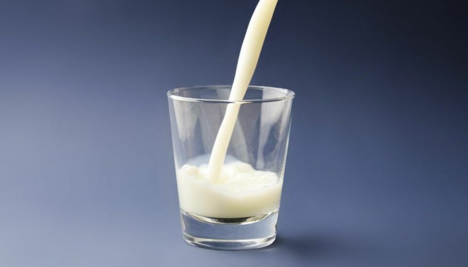 Mælk er en rigtig god kilde til calcium. KLIK VIDERE OG SE, HVILKE ANDRE FØDEVARER, DER ER GODE KILDER TIL CALCIUM. Arkivfoto. Mælk er en rigtig god kilde til calcium. KLIK VIDERE OG SE, HVILKE ANDRE FØDEVARER, DER ER GODE KILDER TIL CALCIUM. Arkivfoto.