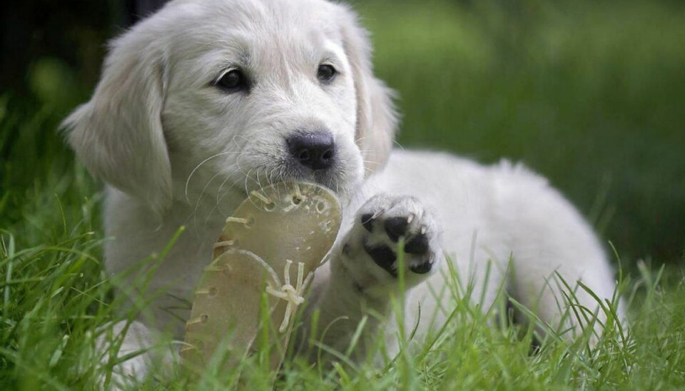 Ulovlig hundehandel: Tre personer får stor bøde