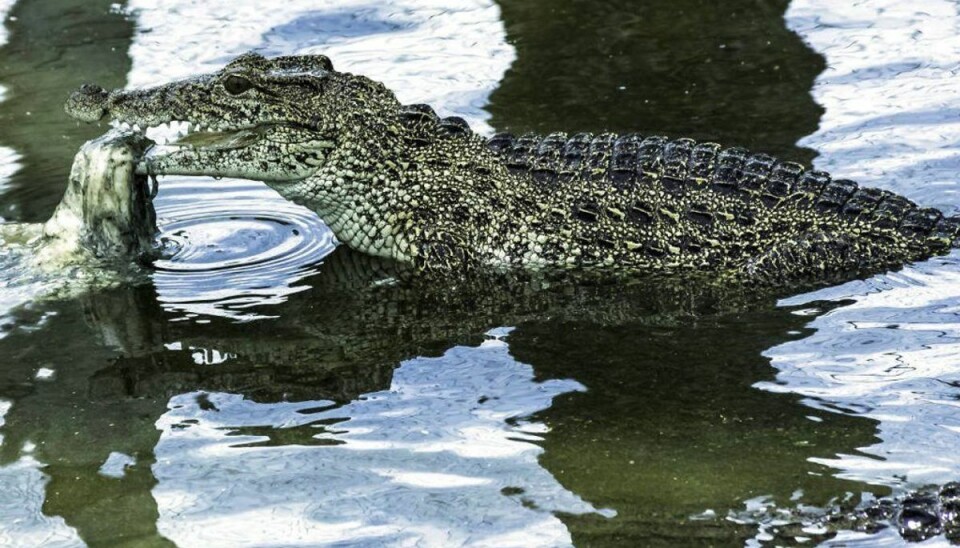 Mand bidt af krokodille i svensk akvarium