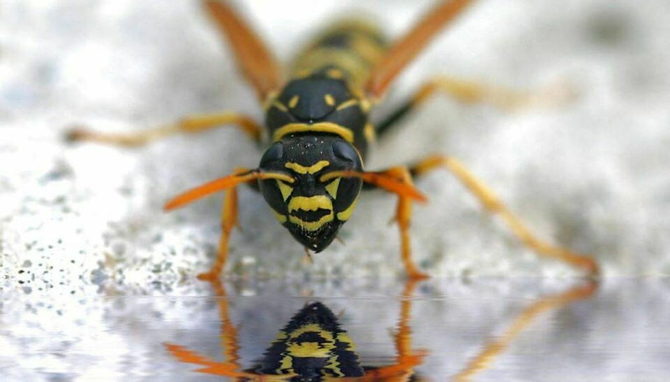 Er du blevet stukket af en hveps eller bi, kan reaktionen komme i løbet af få minutter og op til fire timer efter stikket. KLIK videre og se de reaktioner, du skal være opmærksom på. Foto: Scanpix