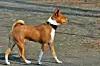 Basenji er en lille afikansk hund, der er meget charmerende. Den kan slet ikke gø. Foto: Wikimedia Commons/Fugzu KLIK for at læse om andre hunde, der ikke larmer så meget.