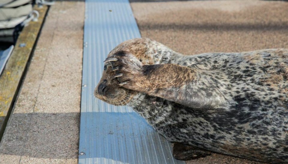 Sådan ser den ud, sælen, der har søgt tilflugt på en badebro i havnen i Aalborg. Foto: Rasmus Skaftved. Sådan ser den ud, sælen, der har søgt tilflugt på en badebro i havnen i Aalborg. Foto: Rasmus Skaftved.