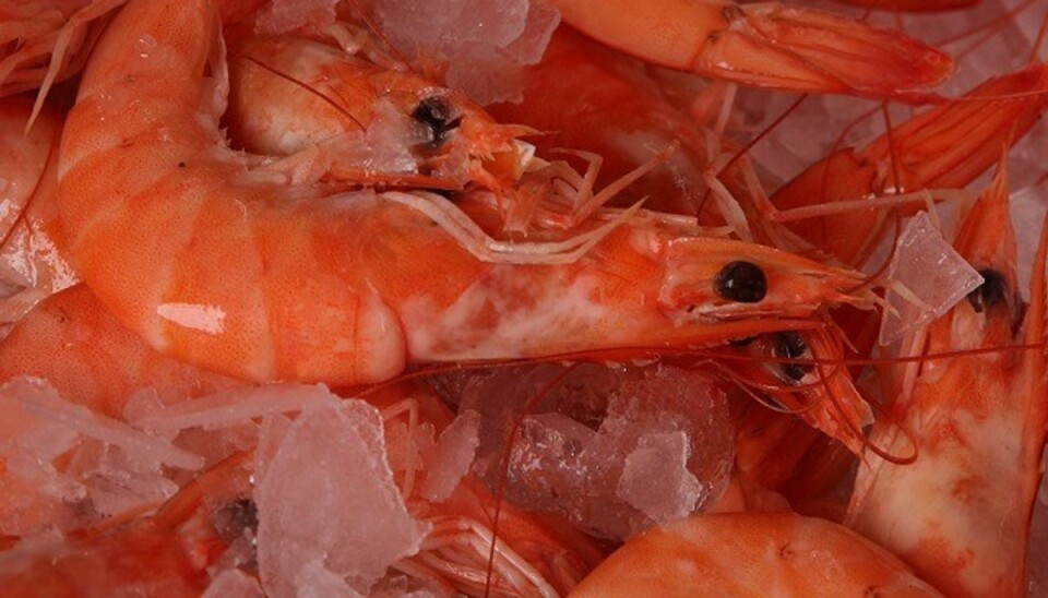 Bøde til fiskehandler med 13 grader varme rejer Her er der is omkring rejerne. Angiveligt var det ikke tilfældet, da Fødevarestyrelsen kiggede forbi Fiskehjørnet. Foto: Colourbox.