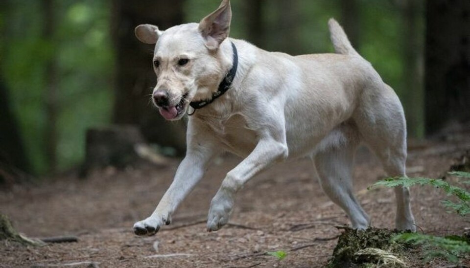 Er din hund for tyk? Her kan forklaringen være