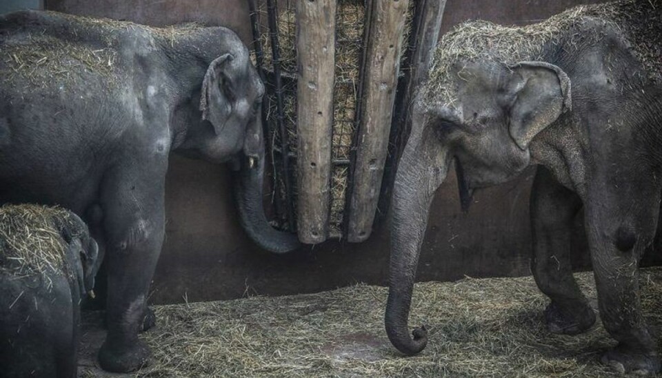 Se billederne: Zoo har fået nye indbyggere