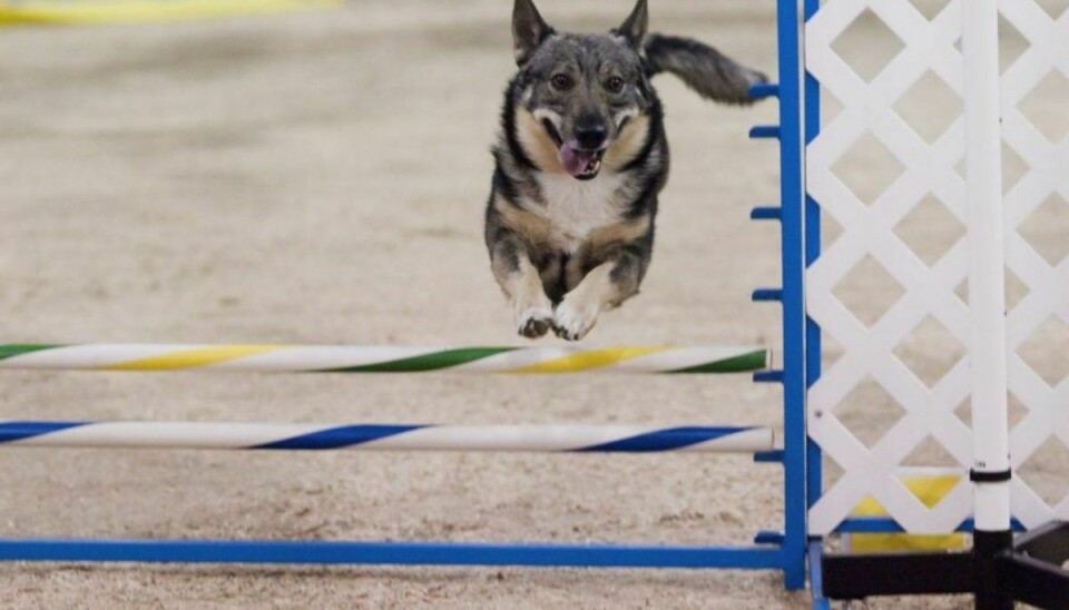 En svensk vallhund er aktiv og klog. Den kræver noget af ejeren, men den skulle til gengæld være let at træne. Foto: SheltieBoy/Wikimedia Commons KLIK for at se flere hunde