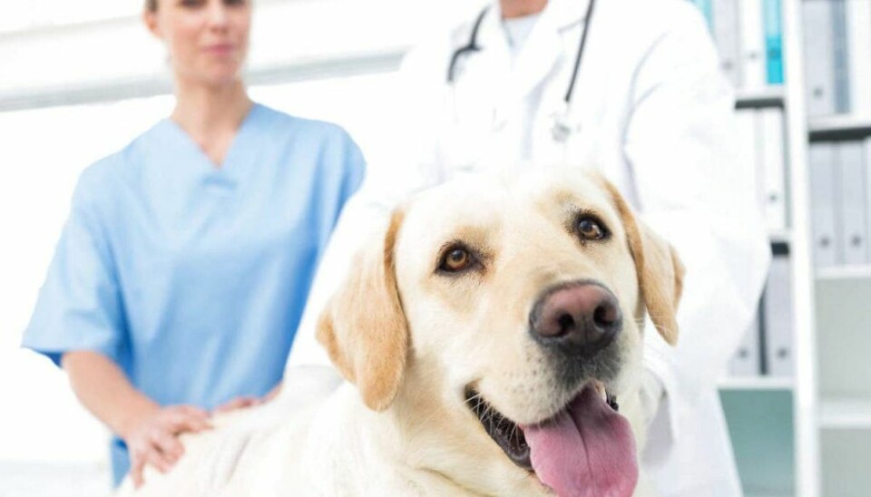 Kastreret hund? Det skal du være opmærksom på