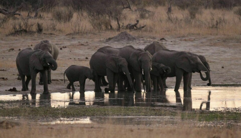 Mange elefanter er fundet døde i nærheden af udtørrende vandhuller i Zimbabwes største nationalpark. Her ses en gruppe elefanter i Hwange National Park i august 2015. Foto: Philimon Bulawayo/Reuters