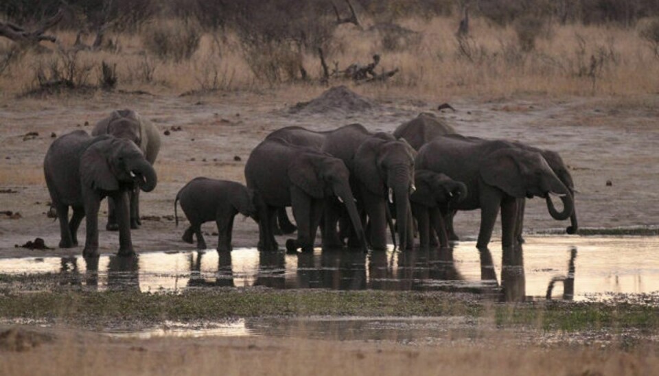 – Enormt problem: 55 elefanter fundet dræbt Mange elefanter er fundet døde i nærheden af udtørrende vandhuller i Zimbabwes største nationalpark. Her ses en gruppe elefanter i Hwange National Park i august 2015. Foto: Philimon Bulawayo/Reuters