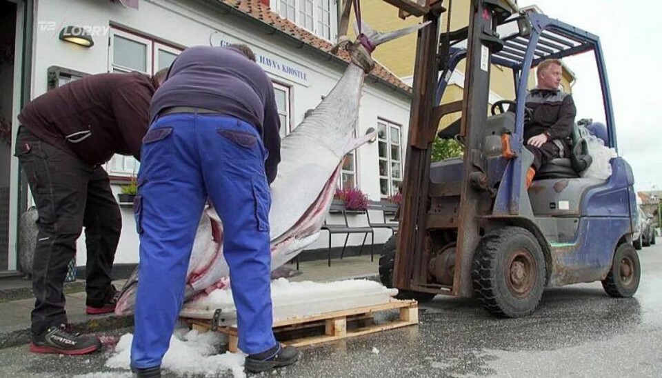 Den enorme tun vejede 280 kilo og er 2,63 meter lang. Foto: TV2 Lorry.