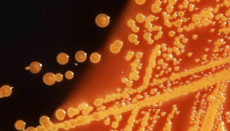 Der er tale om genmodificeret coli-bakterie. Foto: Scanpix