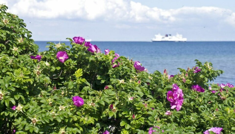 Vild kamp slår invasiv plante tilbage