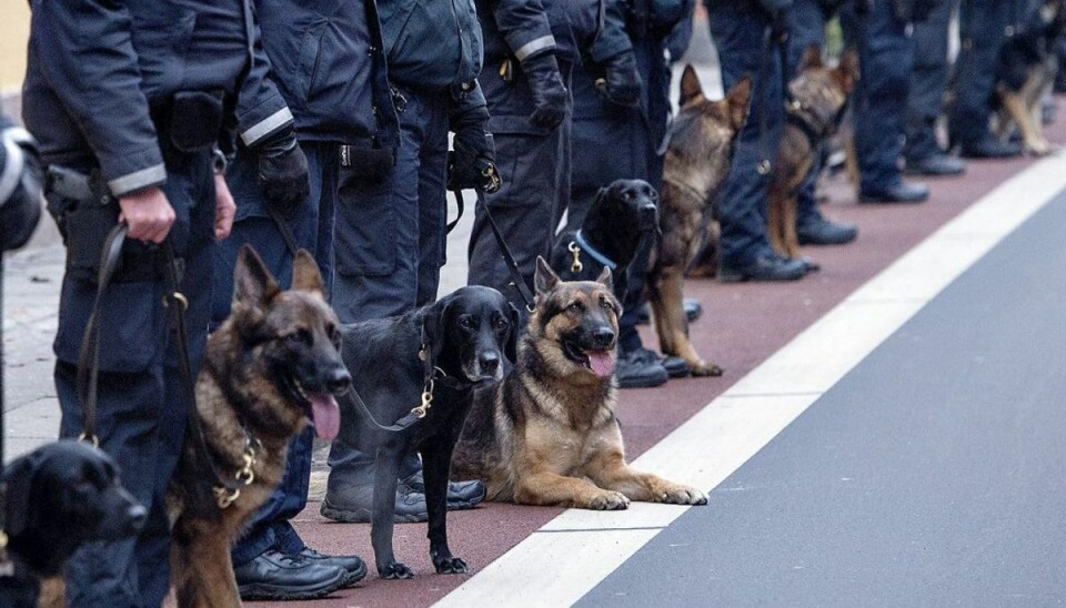 Dansk politi har besluttet sig for at uddanne en håndfuld politihunde til vandsøgshunde, så de kan lede i vandt efter mennesker eller objekter. Foto: Scanpix