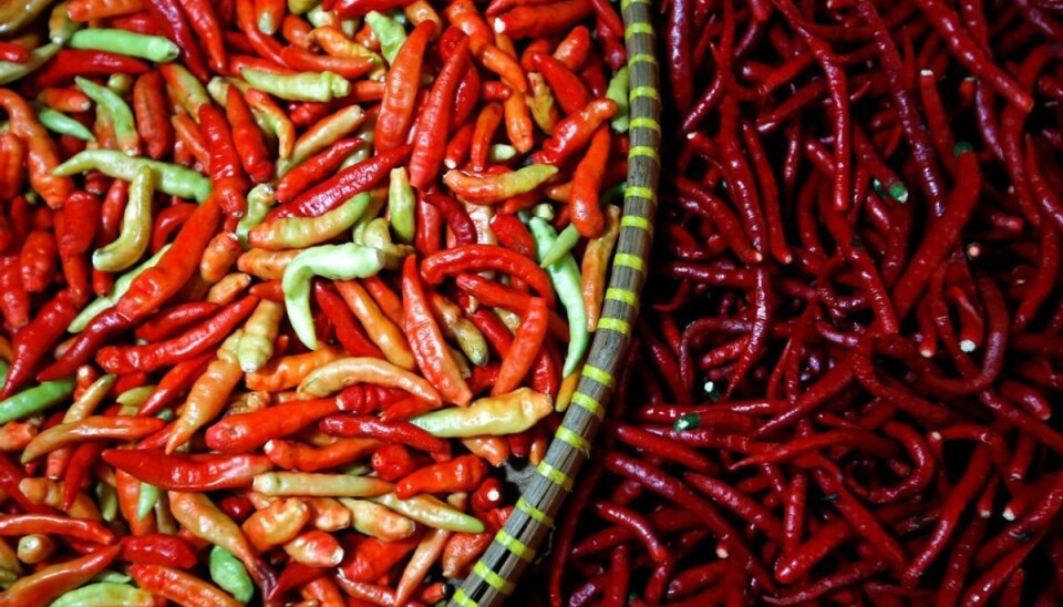Et nyt studie viser, at dit indtag af chili har en beskyttende virkning mod hjerteanfald. KLIK VIDERE OG SE FLERE BILLEDER. Foto: REUTERS/Willy Kurniawan Et nyt studie viser, at dit indtag af chili har en beskyttende virkning mod hjerteanfald. KLIK VIDERE OG SE FLERE BILLEDER. Foto: REUTERS/Willy Kurniawan