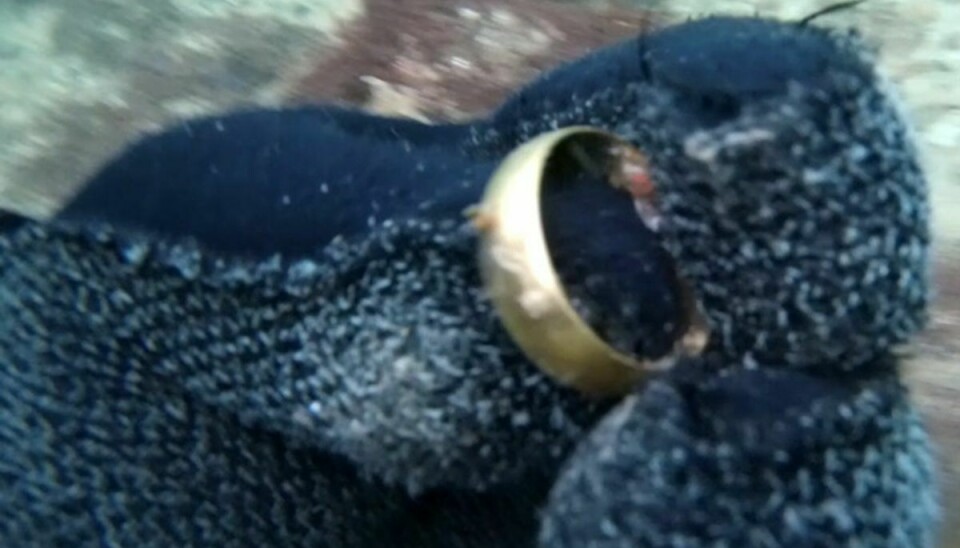 Sådan ser ringen ud. Genkender du den. Eller kender du en, der savner en ring? Foto: Local Eyes.