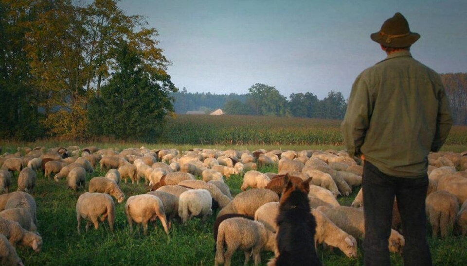 Dygtig vovse: Din hund kan tælle