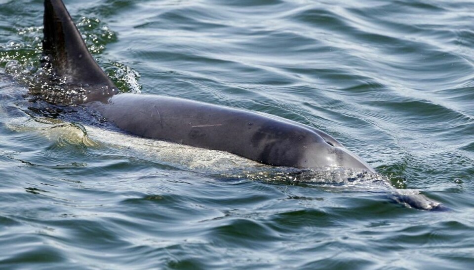 To delfiner er blevet fundet med mærker efter skud og knivstik. Amerikanske myndigheder udlodder nu en dusør, hvis man har information i sagen. Foto: REUTERS/Alex Gallardo