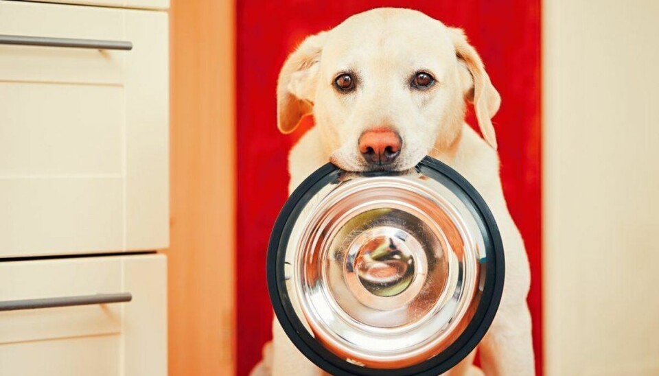 14 fødevarer din hund ikke kan tåle Hvad kan hunde ikke tåle? Det er der mange hundeejere, der hver dag googler. Læs artiklen og se nogle af de ting hunde absolut ikke kan tåle.
