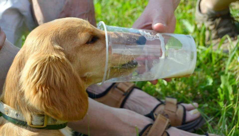 Alkohol: Hunde må ikke få alkohol – heller ikke en lille slurk øl. Hunden kan blive forgiftet og ende i koma eller endda dø. Foto: Scanpix Alkohol: Hunde må ikke få alkohol – heller ikke en lille slurk øl. Hunden kan blive forgiftet og ende i koma eller endda dø. Foto: Scanpix