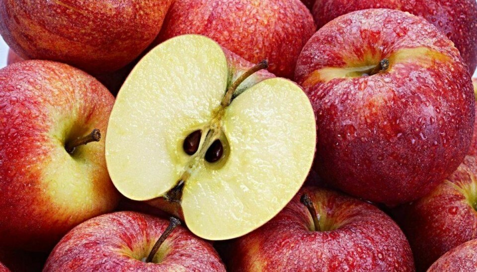 Æblekerner, kirsebærsten, abrikossten og blommesten indeholder cyanid, som er giftigt for hunde. Foto: Scanpix