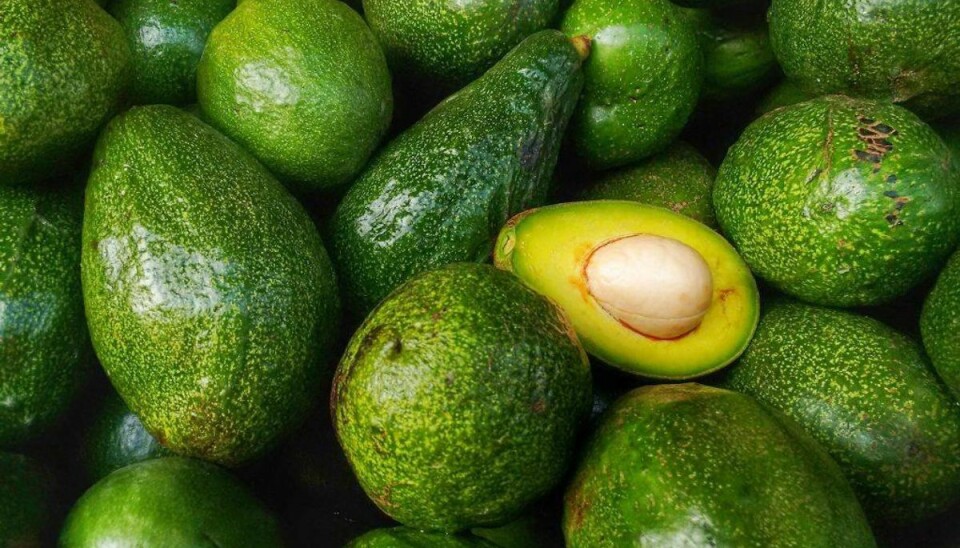Avocado: Indeholder stoffet persin, som er meget giftigt for hunde. Det kan både resultere i opkast og diarré, men også give mere alvorlige reaktioner. Foto: Scanpix Avocado: Indeholder stoffet persin, som er meget giftigt for hunde. Det kan både resultere i opkast og diarré, men også give mere alvorlige reaktioner. Foto: Scanpix