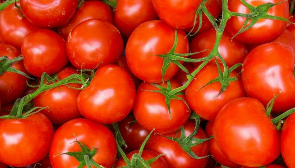 Tomat og tomatplanter: Hunde kan ikke tåle tomat. Foto: Scanpix