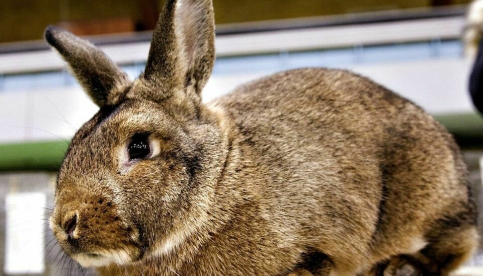 Kaniner har det bedst sammen med andre kaniner, de har kendt længe, og som de kan holde sig fra i ny og næ. Foto: Scanpix.