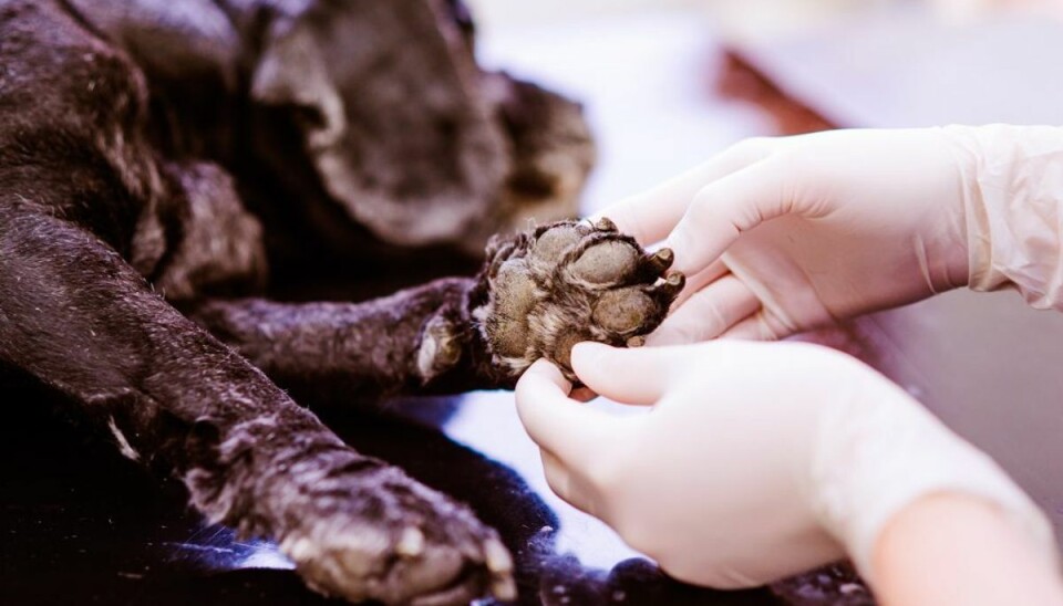 Din hund skal ikke konstant slikke sine poter