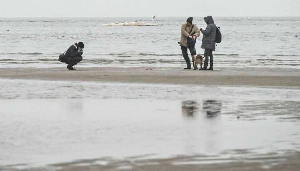 Flere fanniker vil have turisterne til at blive væk fra øen under krisen. (Foto: Claus Fisker/Scanpix 2015)