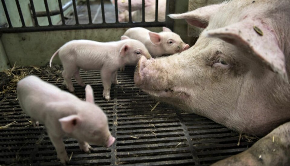 Nyt om udledning ikke godt for dansk landbrug Den soja, der bliver importeret til Danmark, bliver primært brugt til foder til svin på grund af sojaens høje proteinindhold. (Arkivfoto). Foto: Ida Guldbæk Arentsen/Scanpix