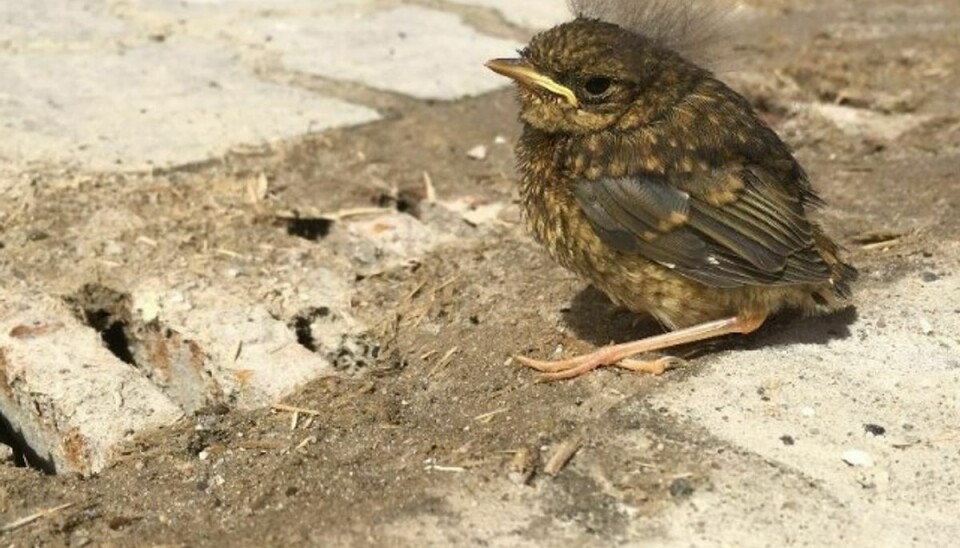 Dyrenes Beskyttelses vagtcentral 1812 er i 2019 blevet kimet ned af danskere, der har set fugleunger på jorden. Det er dog ikke alle unger på jorden, der lider nød. Foto: Dyrenes Beskyttelse