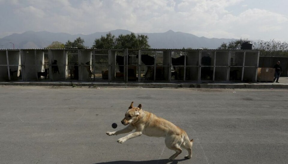 Disse hunde i Danmark kan have rabies Hunde, der ulovligt importeres til Danmark, er i fare for at bringe rabies med sig. Foto: Daniel Becerril/Scanpix