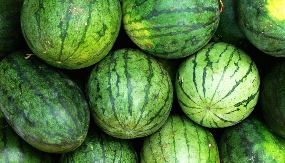 Sådan forbereder du flere måltider til fryseren