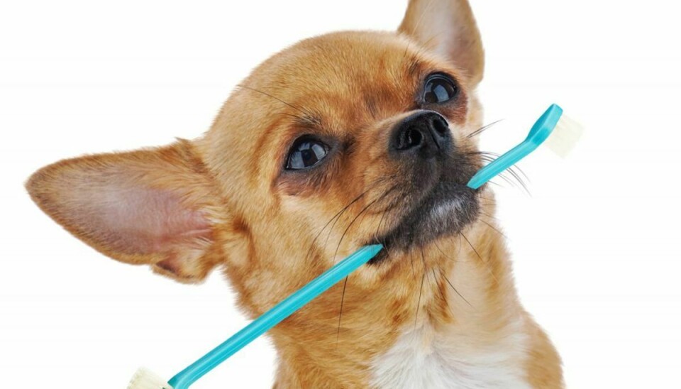 Klik igennem galleriet for at se, hvad du kan gøre for at undgå tandpine hos din hund.