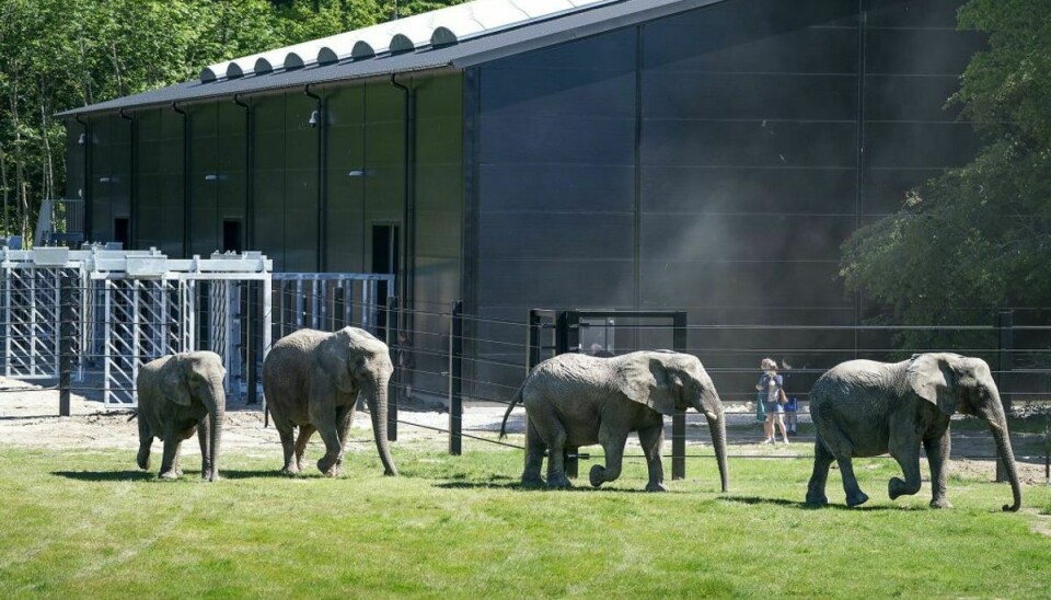 De fire pensionerede cirkuselefanter fik endelig lov til at slippe fri i deres nye store hjem. Klik videre og se flere billeder. (Foto: Claus Bech/Ritzau Scanpix)