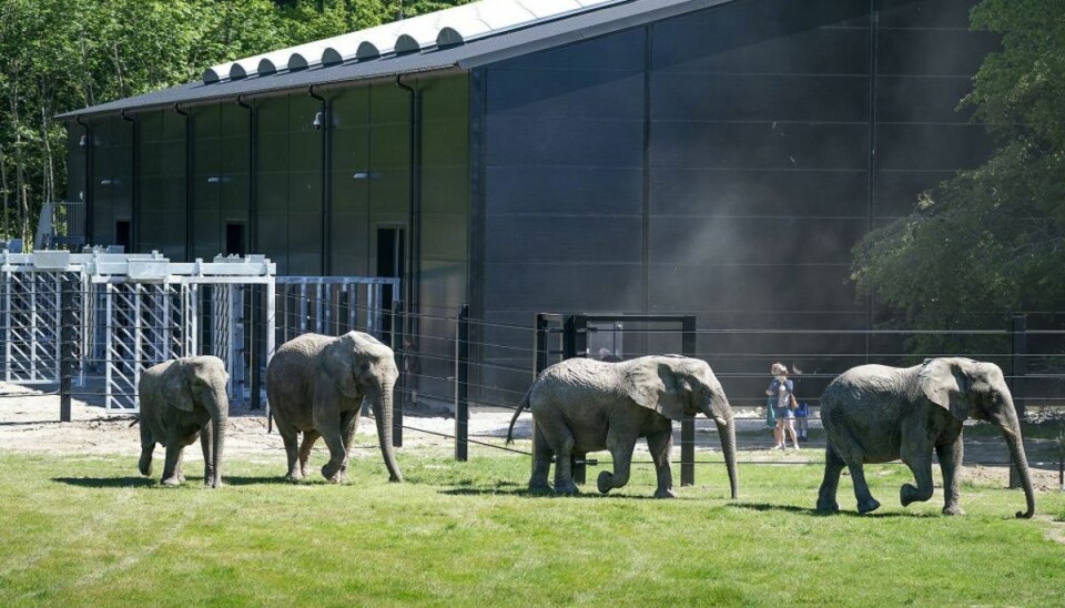 De fire pensionerede cirkuselefanter fik endelig lov til at slippe fri i deres nye store hjem. Klik videre og se flere billeder. (Foto: Claus Bech/Ritzau Scanpix) De fire pensionerede cirkuselefanter fik endelig lov til at slippe fri i deres nye store hjem. Klik videre og se flere billeder. (Foto: Claus Bech/Ritzau Scanpix)