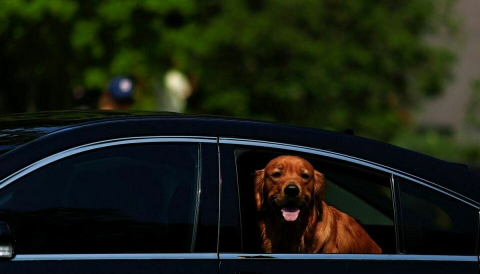 Undlad så vidt muligt at efterlade hunden i bilen. Er du nødt til det, er der nogle forholdsregler, du altid bør tage. Klik videre i galleriet for at se, hvad det drjer sig om. Foto: Scanpix/REUTERS/Eric Thayer