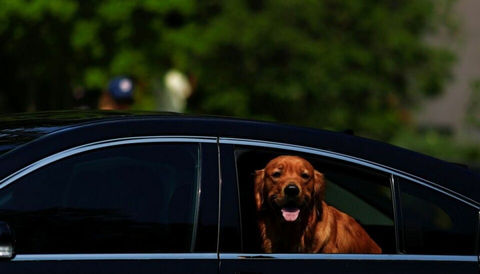 Undlad så vidt muligt at efterlade hunden i bilen. Er du nødt til det, er der nogle forholdsregler, du altid bør tage. Klik videre i galleriet for at se, hvad det drjer sig om. Foto: Scanpix/REUTERS/Eric Thayer Undlad så vidt muligt at efterlade hunden i bilen. Er du nødt til det, er der nogle forholdsregler, du altid bør tage. Klik videre i galleriet for at se, hvad det drjer sig om. Foto: Scanpix/REUTERS/Eric Thayer