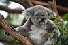 Flere hundrede koalaer frygtes omkommet under en skovbrand nær Port Macquaire i den australske delstat New South Wales. Her ses en koala på Port Macquarie Koala Hospital, som behandler tilskadekomne koalaer i området. Foto: Peter Parks/AFP